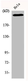 Western Blot analysis of HeLa cells using DNA-PKCS Polyclonal Antibody