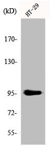 Western Blot analysis of HT29 cells using Dnmt3b Polyclonal Antibody