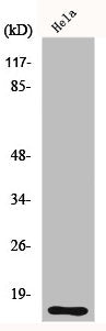 Western Blot analysis of HeLa cells using DOC-1 Polyclonal Antibody