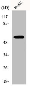 Western Blot analysis of HepG2 cells using Dok-3 Polyclonal Antibody