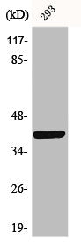 Western Blot analysis of mouse lung cells using Dok-4 Polyclonal Antibody