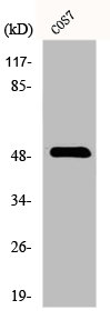 Western Blot analysis of COS7 cells using DP-2 Polyclonal Antibody