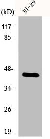 Western Blot analysis of HT29 cells using DPF2 Polyclonal Antibody
