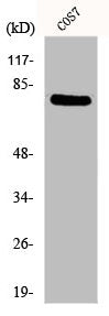 Western Blot analysis of COS7 cells using DQX1 Polyclonal Antibody