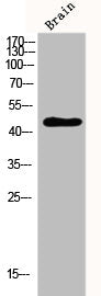 Western Blot analysis of brain cells using DRAK2 Polyclonal Antibody
