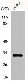 Western Blot analysis of MCF7 cells using DREAM Polyclonal Antibody