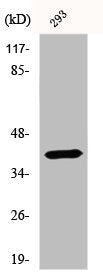 Western Blot analysis of 293 cells using DRS-1 Polyclonal Antibody