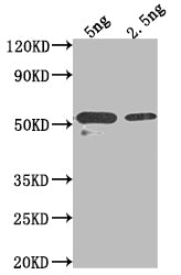 Western Blot Positive WB detected in Recombinant protein All lanes: ASGR2 antibody at 1:2000 Secondary Goat polyclonal to rabbit IgG at 1/50000 dilution Predicted band size: 45.9 kDa Observed band size: 52 kDa
