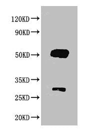 Western blot All lanes : Goat IgG antibody at 2ug/ml Lane 1 : Goat IgG protein 70ng Secondary Goat polyclonal to Rabbit IgG at 1/50000 dilution