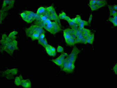 Immunofluorescence staining of 293 cells with CSB-PA002216LA01HU at 1:33, counter-stained with DAPI. The cells were fixed in 4% formaldehyde, permeabilized using 0.2% Triton X-100 and blocked in 10% normal Goat Serum. The cells were then incubated...