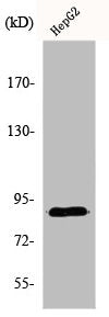 Western Blot analysis of HepG2 cells using Dyrk1A Polyclonal Antibody