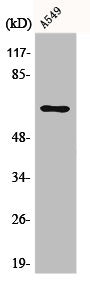 Western Blot analysis of A549 cells using E2F-1 Polyclonal Antibody