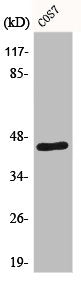 Western Blot analysis of COS7 cells using E2F-4/5 Polyclonal Antibody