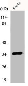 Western Blot analysis of HepG2 cells using E2F-6 Polyclonal Antibody