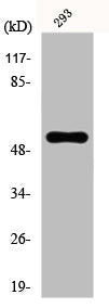Western Blot analysis of K562 cells using E4BP4 Polyclonal Antibody