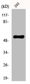 Western Blot analysis of 293 cells using EAAT3 Polyclonal Antibody