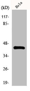 Western Blot analysis of 293 cells using EAR2 Polyclonal Antibody