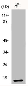 Western Blot analysis of 293 cells using ECP Polyclonal Antibody