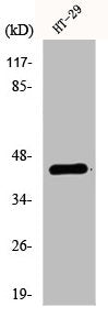 Western Blot analysis of HT-29 cells using EDG-1 Polyclonal Antibody