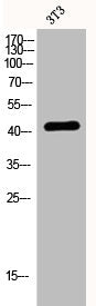 Western Blot analysis of 3T3 cells using EDG-3 Polyclonal Antibody