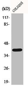 Western Blot analysis of COLO205 cells using EDG-5 Polyclonal Antibody