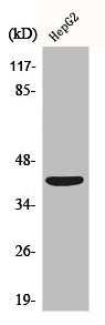 Western Blot analysis of HepG2 cells using EDG-6 Polyclonal Antibody