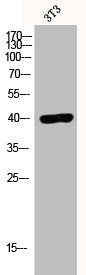 Western Blot analysis of 3T3 cells using EDG-7 Polyclonal Antibody