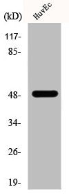 Western Blot analysis of HepG2 cells using EF-1 γ Polyclonal Antibody