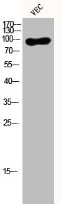 Western Blot analysis of VEC cells using EF-2 Polyclonal Antibody