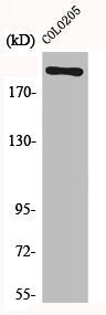 Western Blot analysis of COLO205 cells using EGFL4 Polyclonal Antibody