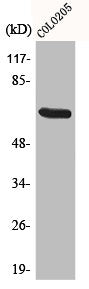 Western Blot analysis of COLO205 cells using EGFL5 Polyclonal Antibody