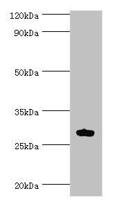 Western blot All lanes: ATF1 antibody at 10ug/ml + Mouse liver tissue Secondary Goat polyclonal to rabbit IgG at 1/10000 dilution Predicted band size: 30, 16 kDa Observed band size: 30 kDa