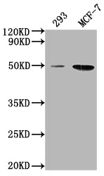 Western Blot Positive WB detected in: 293 whole cell lysate, MCF-7 whole cell lysate All lanes: ATF4 antibody at 1:2000 Secondary Goat polyclonal to rabbit IgG at 1/50000 dilution Predicted band size: 39 kDa Observed band size: 50 kDa