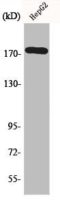 Western Blot analysis of HepG2 cells using EGFR Polyclonal Antibody