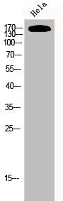 Western Blot analysis of hela cells using EGFR Polyclonal Antibody
