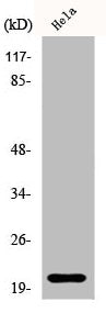 Western Blot analysis of HeLa cells using EID-1 Polyclonal Antibody