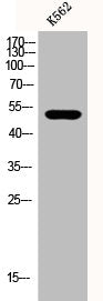 Western Blot analysis of K562 cells using eIF2Bγ Polyclonal Antibody