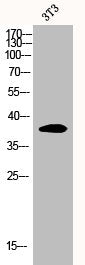Western Blot analysis of 3T3 cells using eIF2α Polyclonal Antibody