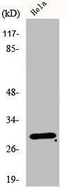 Western Blot analysis of HeLa cells using eIF3K Polyclonal Antibody