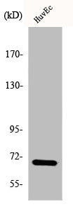 Western Blot analysis of HuvEc cells using eIF3L Polyclonal Antibody