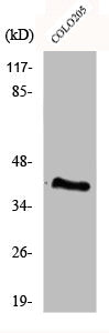 Western Blot analysis of Jurkat cells using eIF3ε Polyclonal Antibody