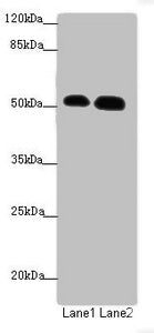 Western blot All lanes: ATMIN antibody at 1.53ug/ml Lane 1: Hela whole cell lysate Lane 2: HepG2 whole cell lysate Secondary Goat polyclonal to rabbit IgG at 1/10000 dilution Predicted band size: 89, 73 kDa Observed band size: 89, 51 kDa