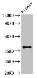 Western Blot Positive WB detected in: Mouse kidney tissue All lanes: Atoh1 antibody at 3.4µg/ml Secondary Goat polyclonal to rabbit IgG at 1/50000 dilution Predicted band size: 38 kDa Observed band size: 38 kDa