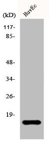 Western Blot analysis of HepG2 cells using eIF5A2 Polyclonal Antibody