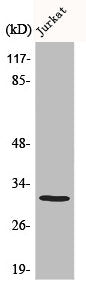 Western Blot analysis of HuvEc cells using Elf-5 Polyclonal Antibody