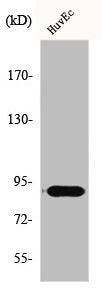 Western Blot analysis of Jurkat cells using Elongin A1 Polyclonal Antibody