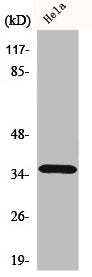 Western Blot analysis of HeLa cells using ELOVL4 Polyclonal Antibody