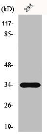 Western Blot analysis of 293 cells using ELOVL6 Polyclonal Antibody