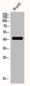Western Blot analysis of HEPG2-UV cells using EMMPRIN Polyclonal Antibody