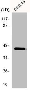 Western Blot analysis of COLO205 cells using Emp Polyclonal Antibody
